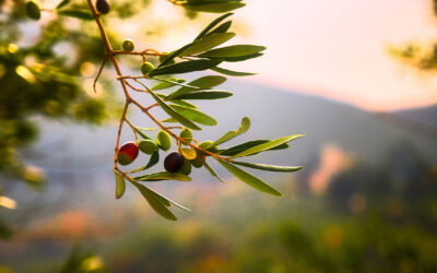 Kräftig, fruchtig, fein – Die faszinierende Vielfalt der Olivenöle aus der bezaubernden Provence